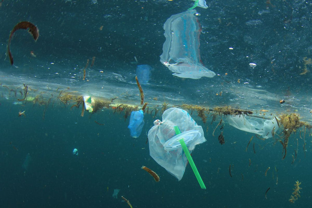 Are Biodegradable Cups Really Biodegradable? 